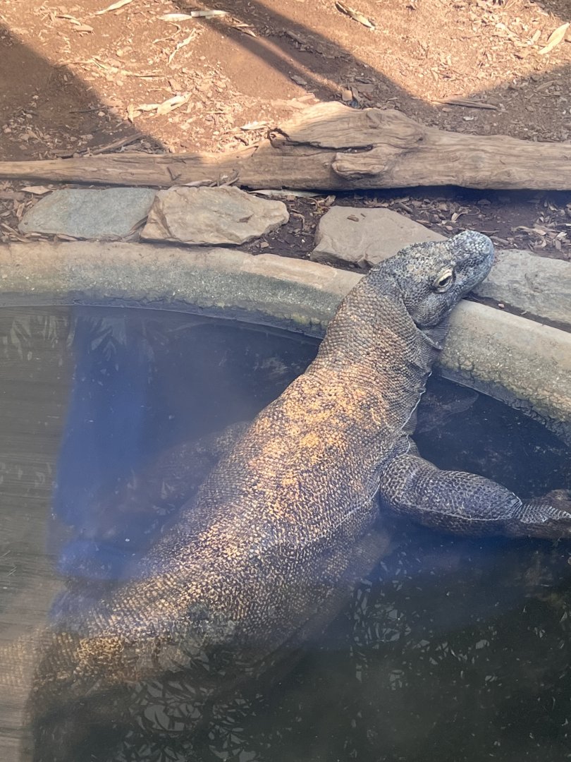 Reptile Discovery Center- Komodo dragon- Murphy