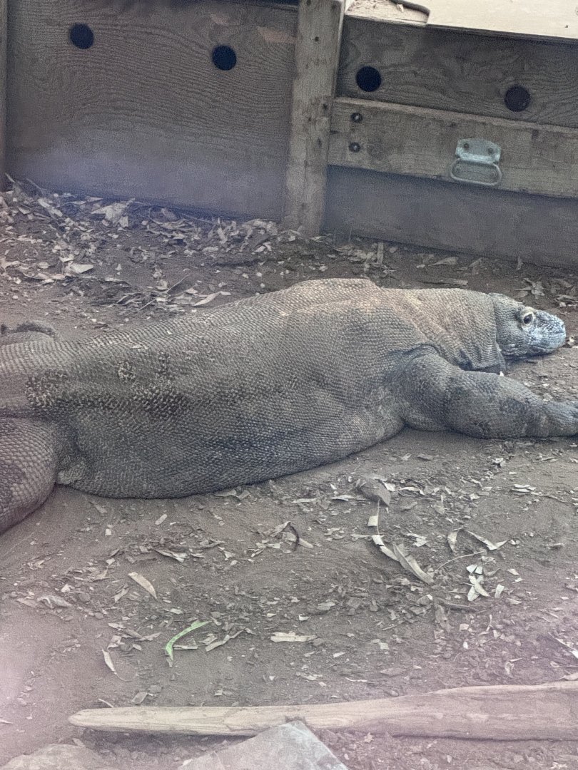 Reptile Discovery Center- Komodo dragon- Murphy
