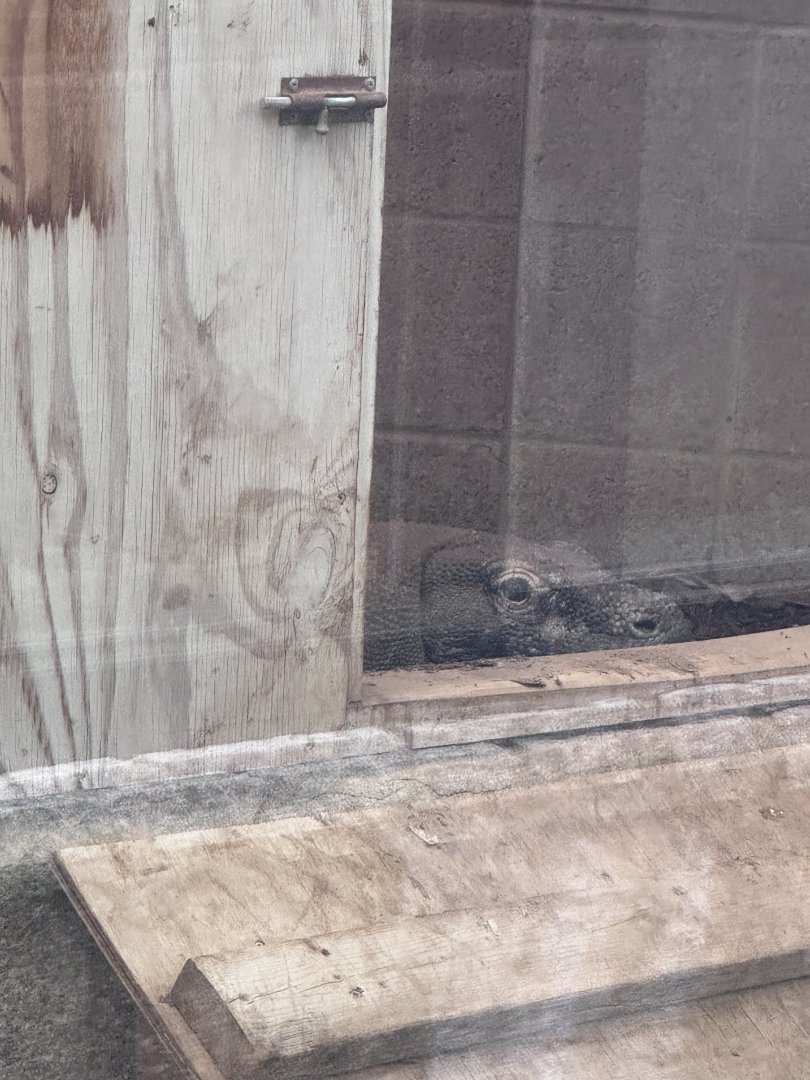 Reptile Discovery Center- Komodo dragon- Murphy