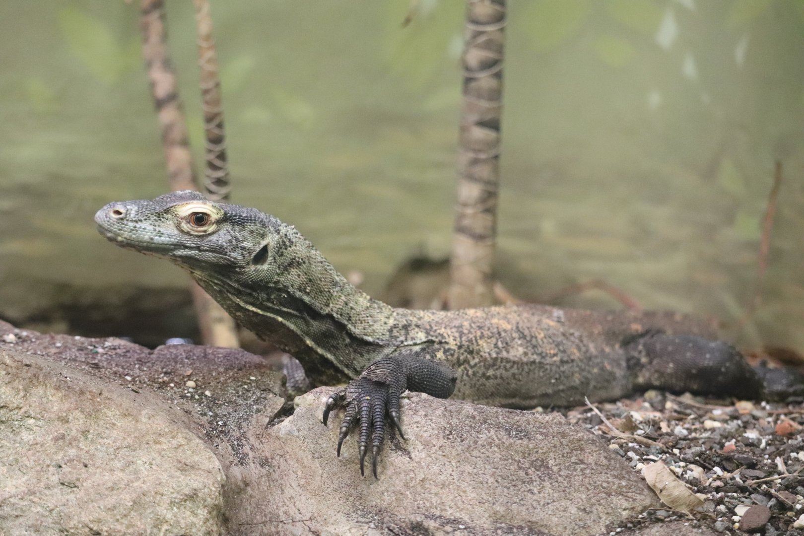 Reptile Discovery Center - Komodo Dragon - Onyx