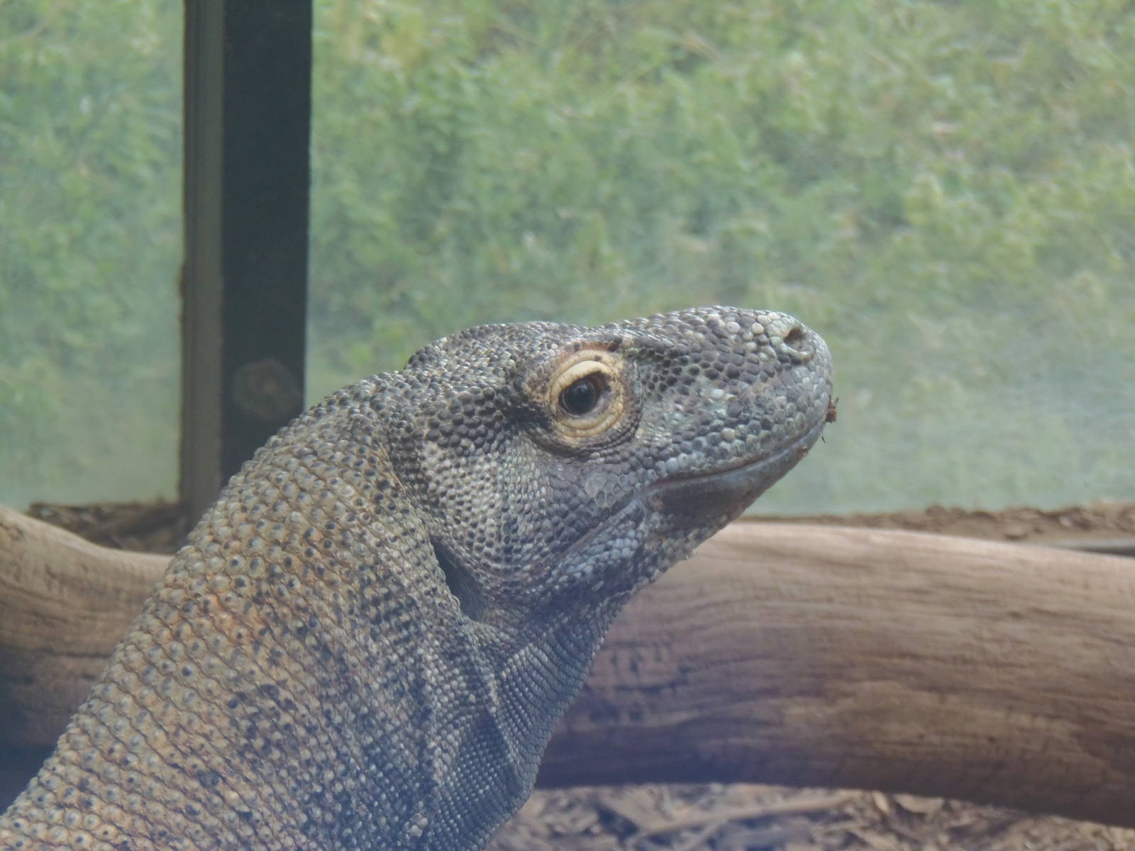Reptile Discovery Center- Komodo Dragon