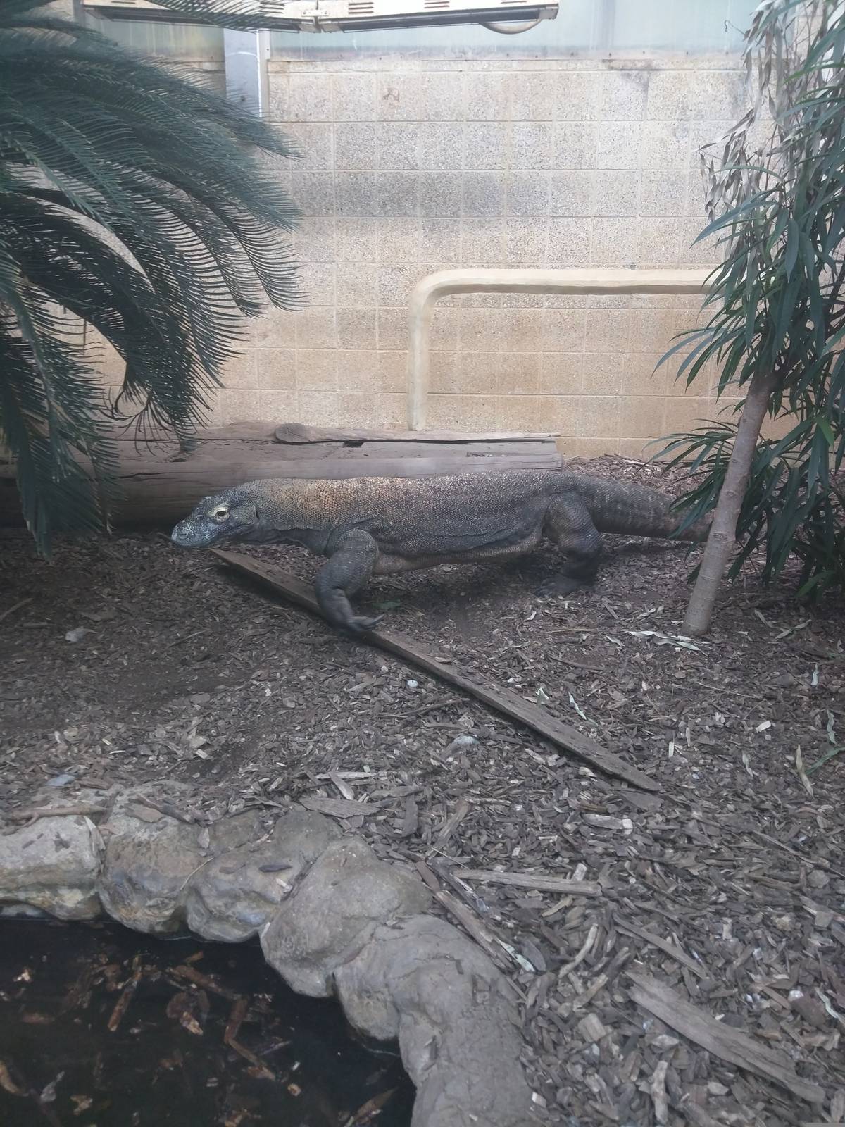 Reptile Discovery Center - Komodo Dragon