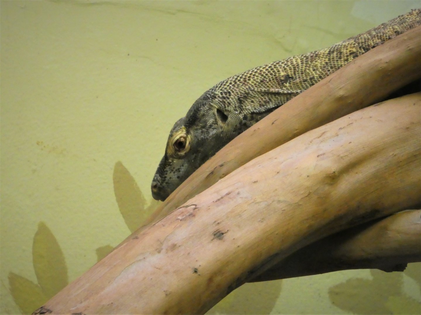 Reptile Discovery Center - Komodo Dragon