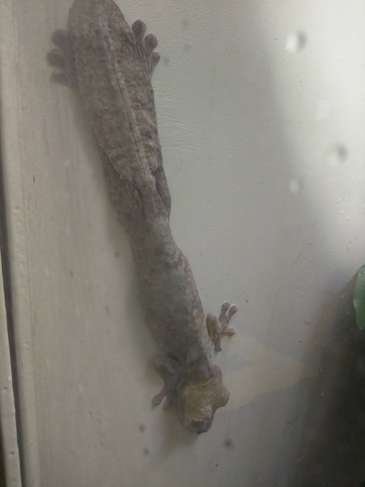 Reptile Discovery Center - Leaf Tailed Gecko