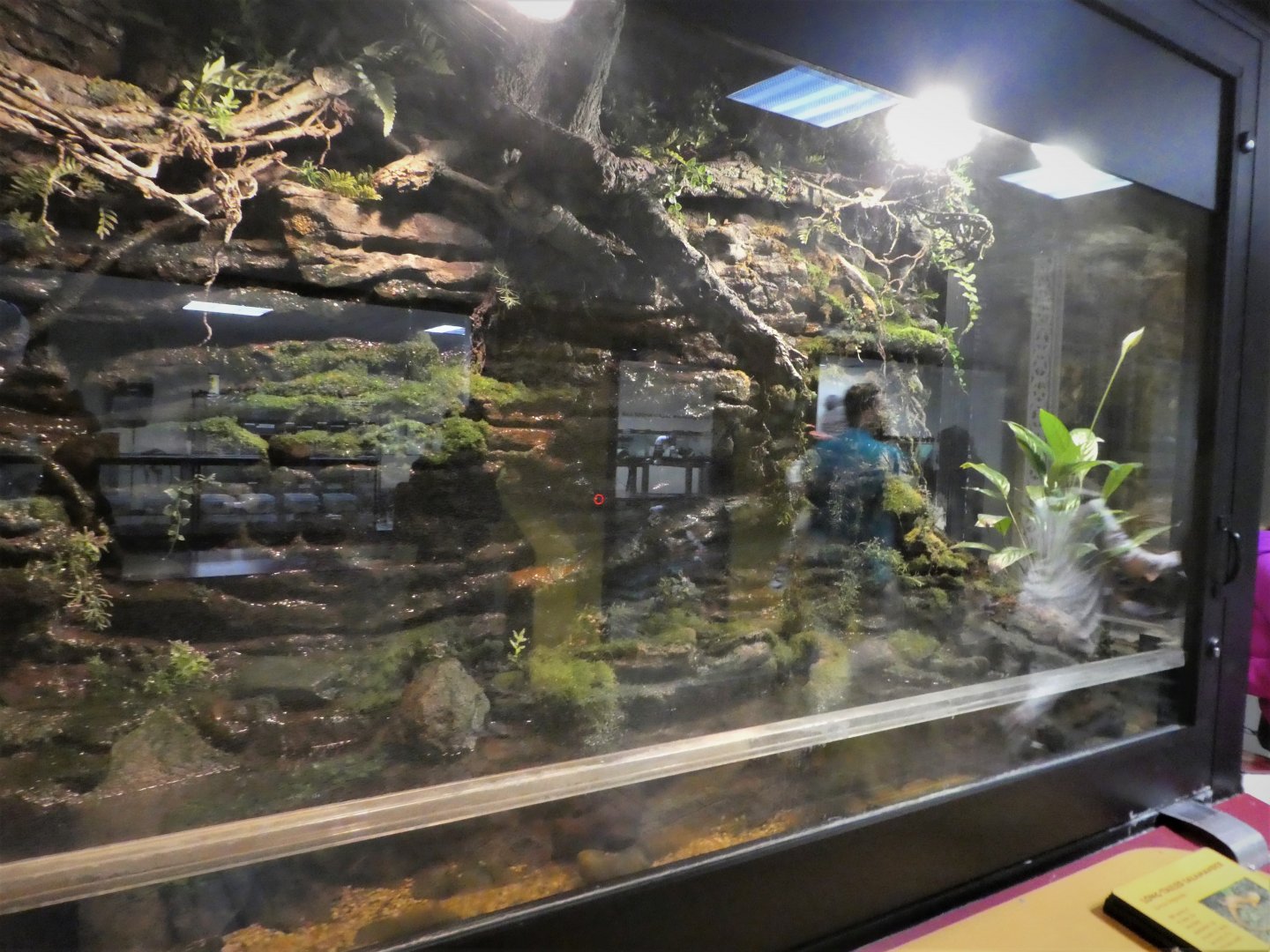 Reptile Discovery Center - Long-tailed Salamander Exhibit