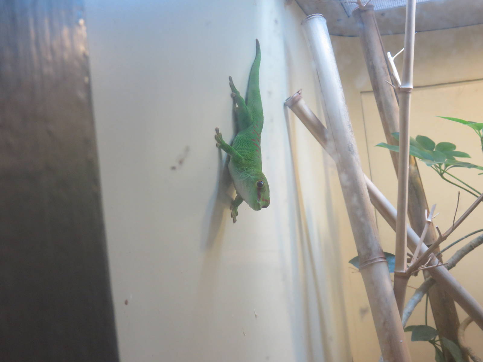Reptile Discovery Center - Madagascar Day Gecko
