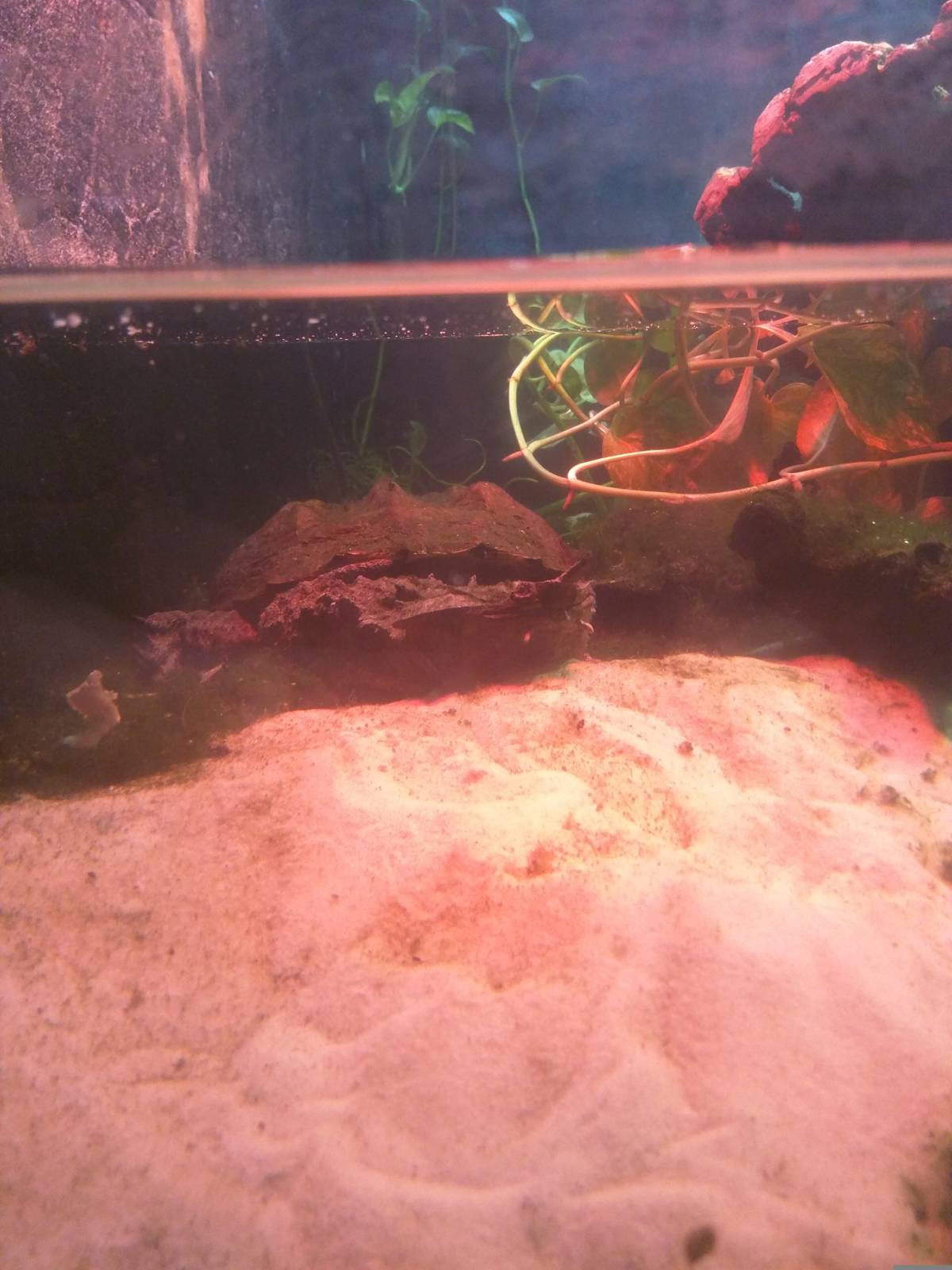 Reptile Discovery Center - Mata Mata