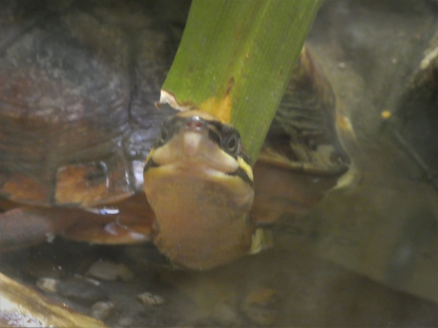 Reptile Discovery Center - McCord's Box Turtle