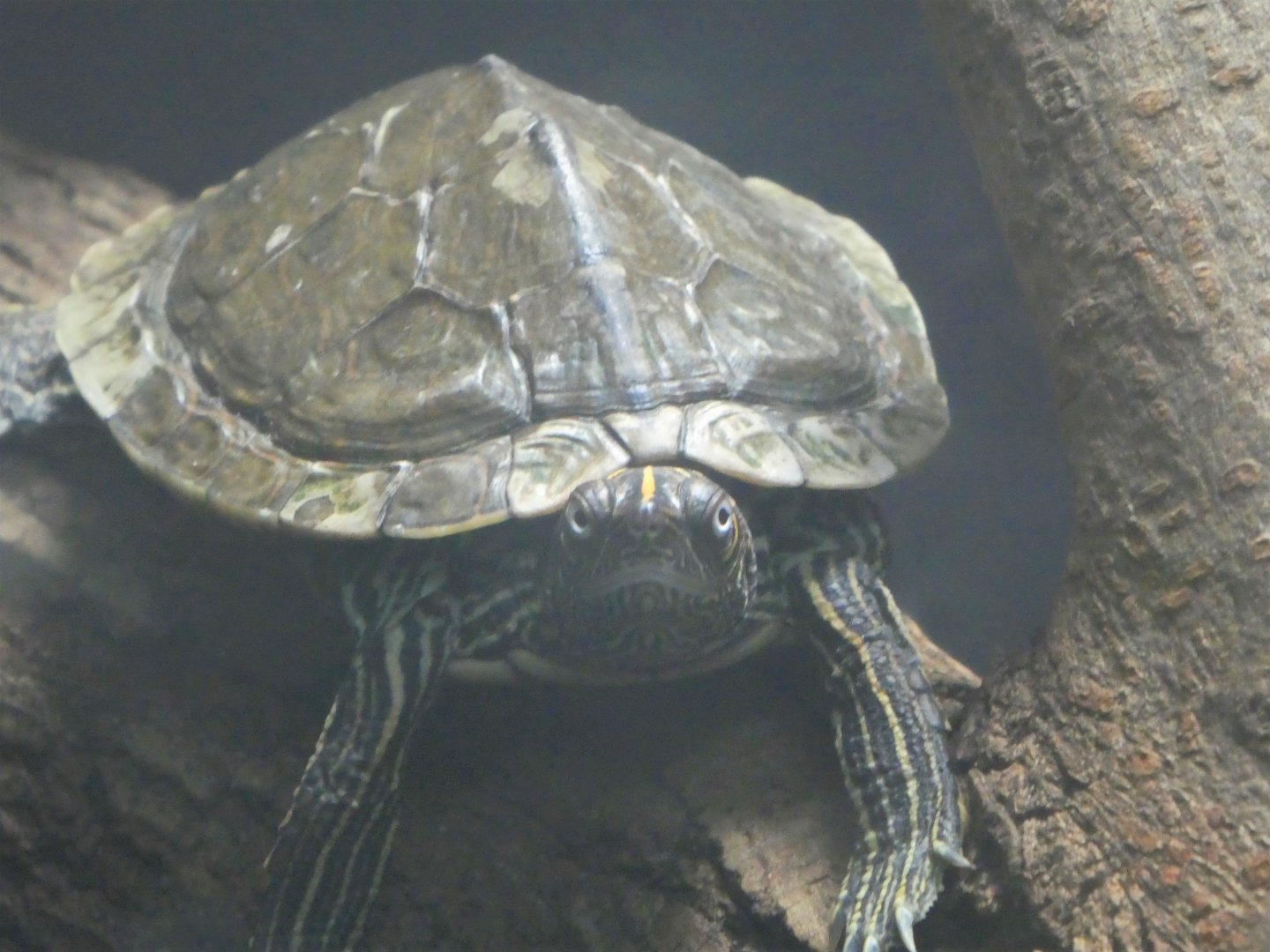 Reptile Discovery Center - Mississippi Map Turtle
