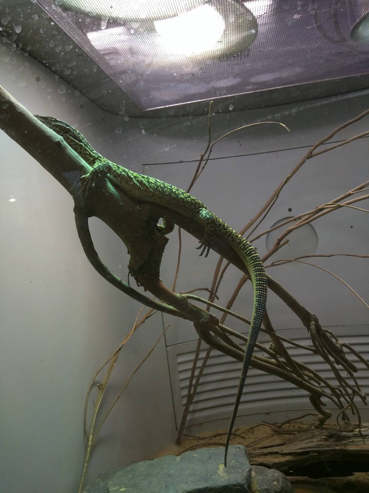 Reptile Discovery Center - Monitor (forgot species)