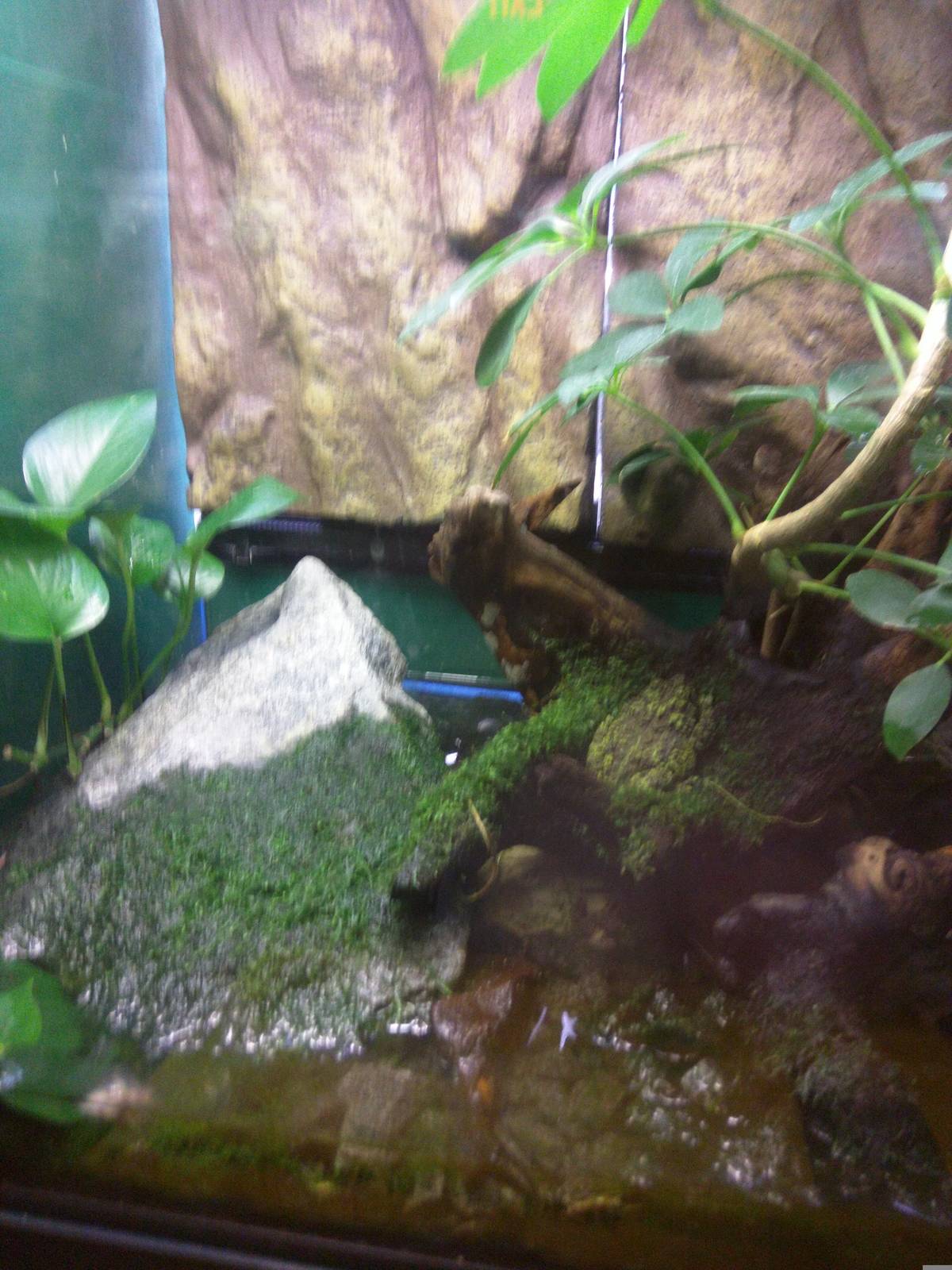 Reptile Discovery Center - Mossy Frog