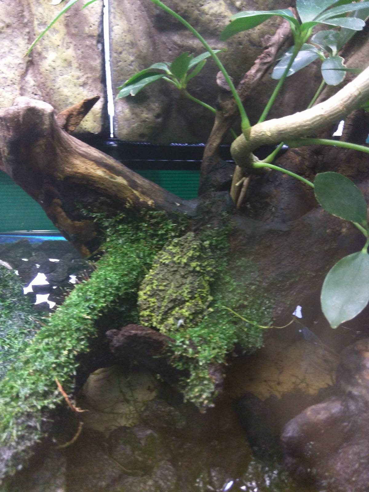 Reptile Discovery Center - Mossy Frog
