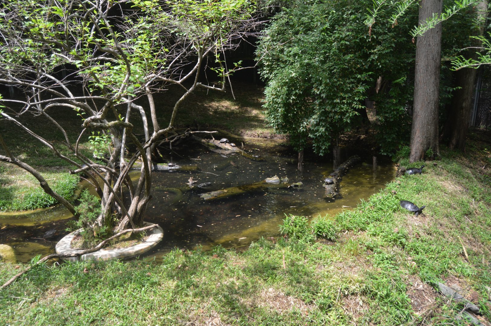 Reptile Discovery Center - Native Turtle Exhibit
