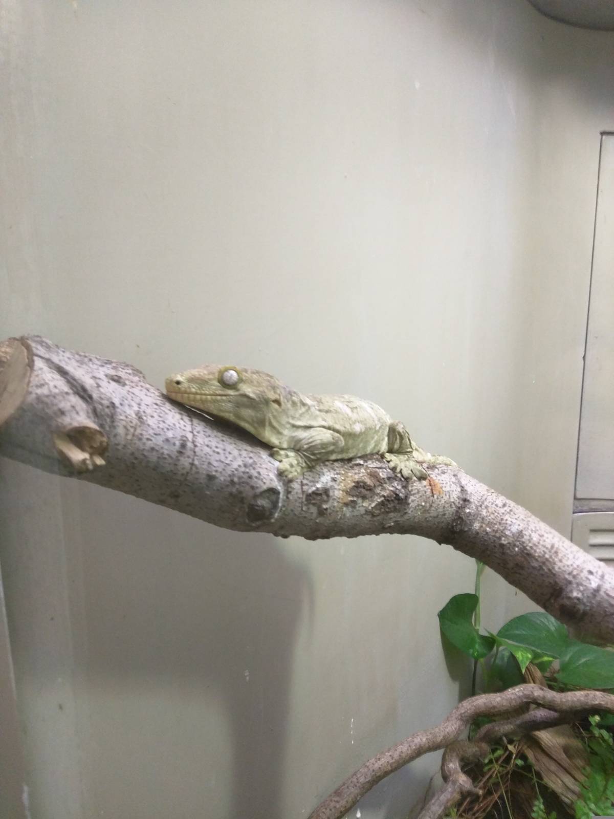 Reptile Discovery Center - New Caledonian giant gecko