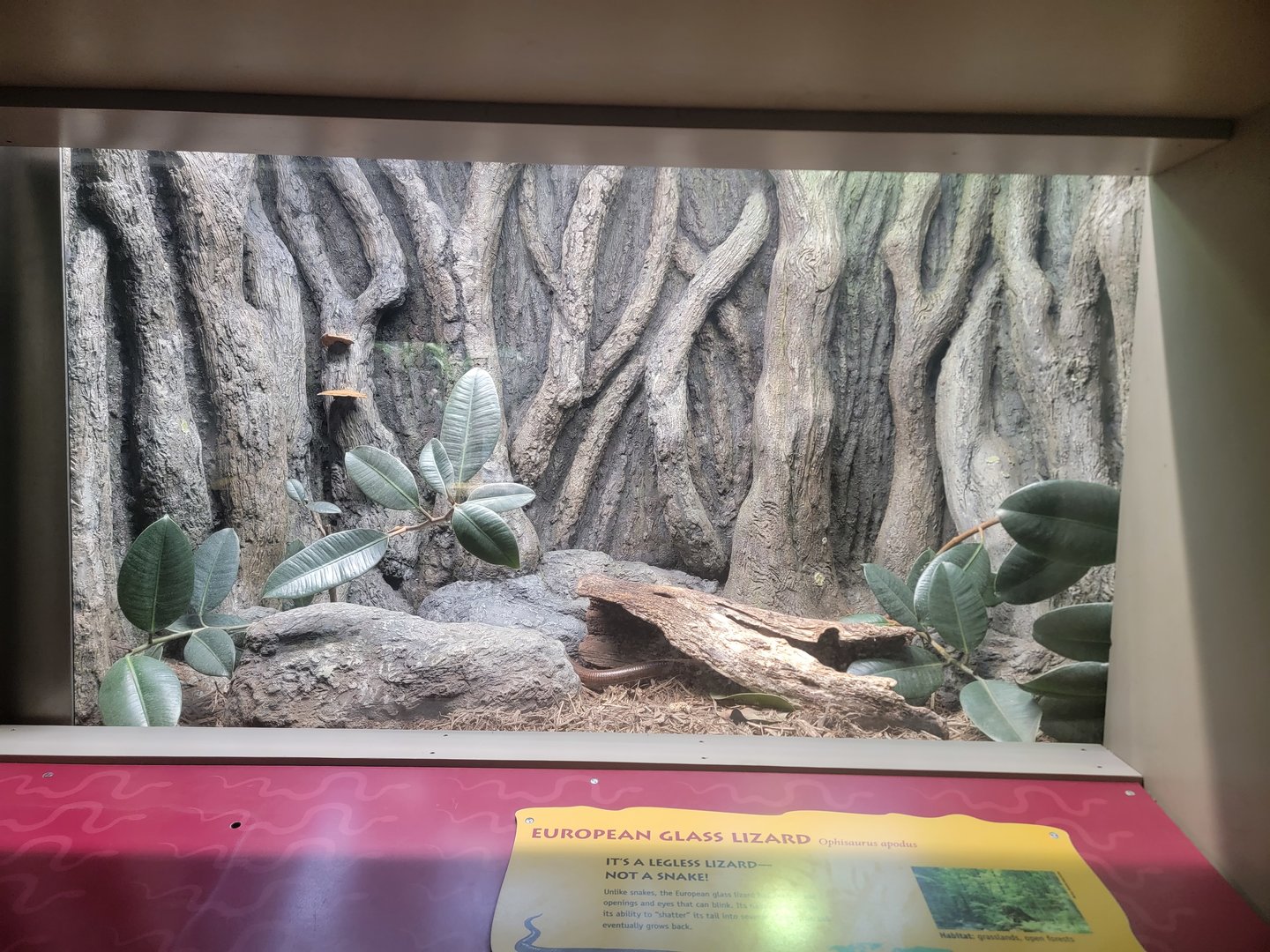 Reptile Discovery Center - New European Glass Lizard Exhibit