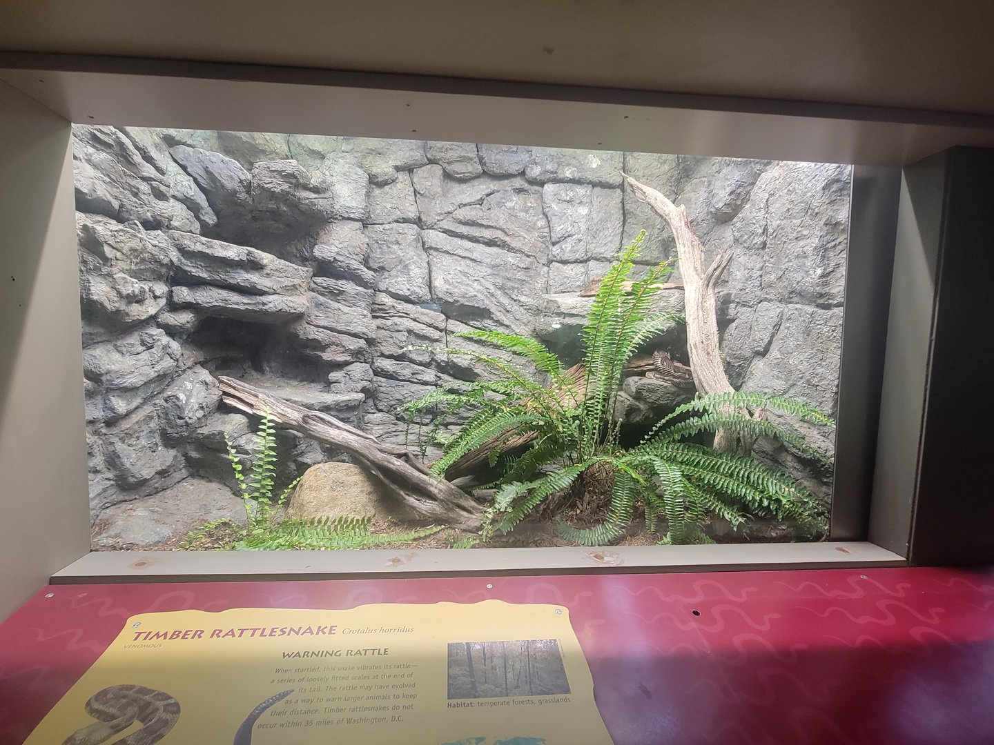 Reptile Discovery Center - New Timber Rattlesnake Exhibit