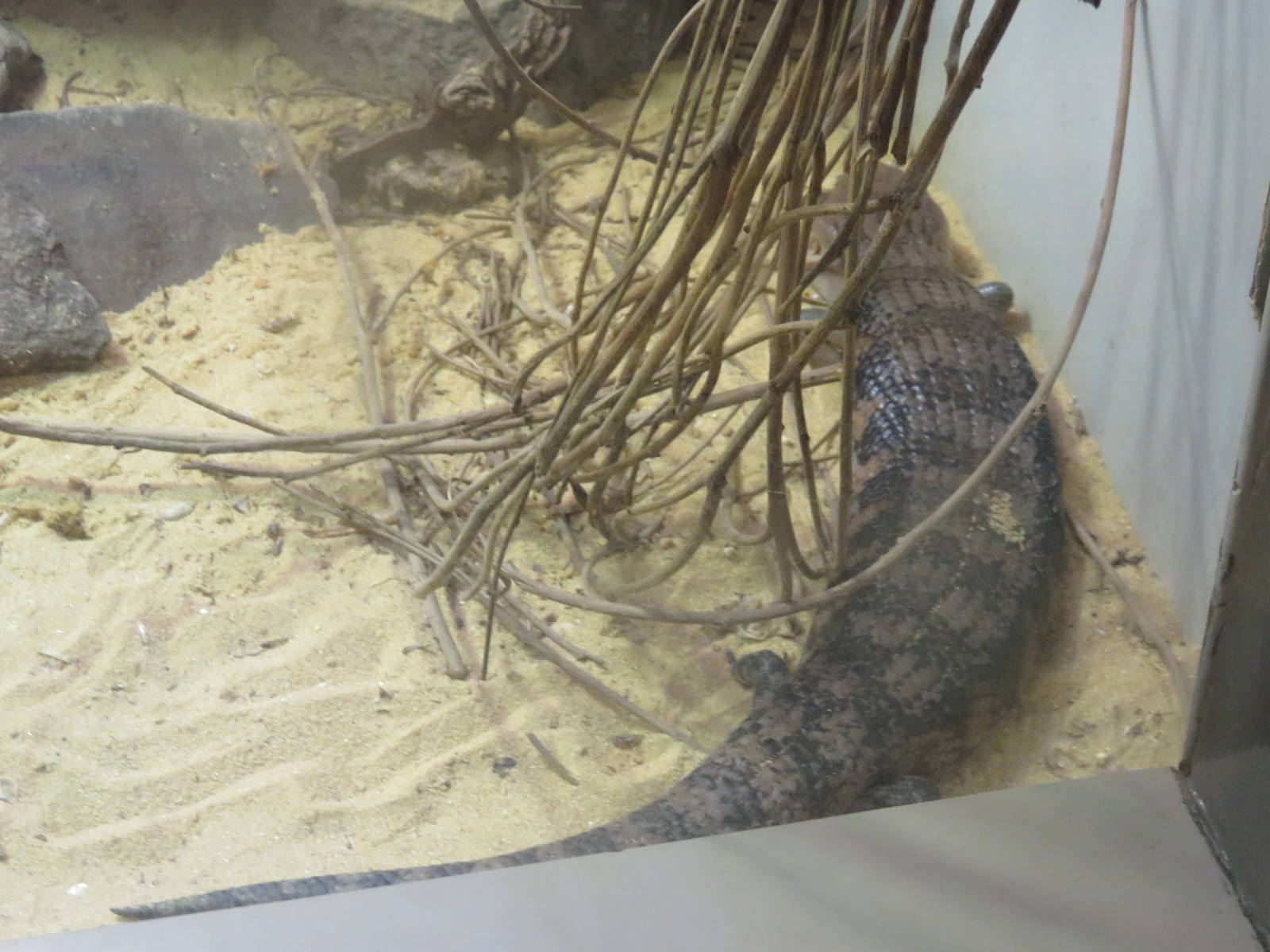 Reptile Discovery Center - Northern Blue-Tongued Skink