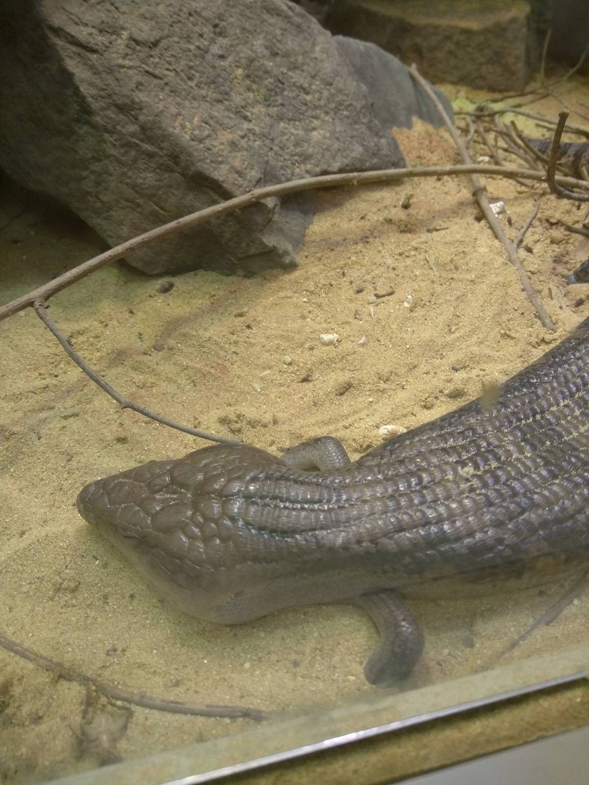 Reptile Discovery Center - Northern Blue-Tongued Skink