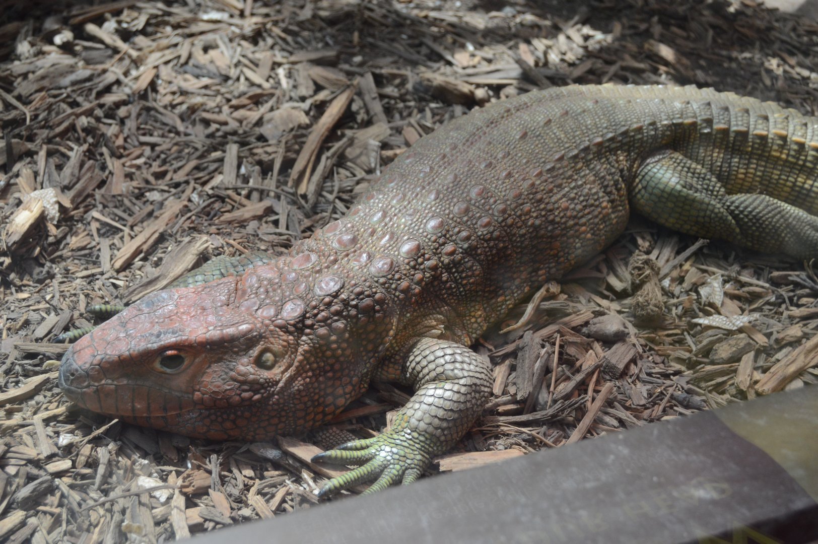 Reptile Discovery Center - Northern Caiman Lizard (Dracaena guianensis)