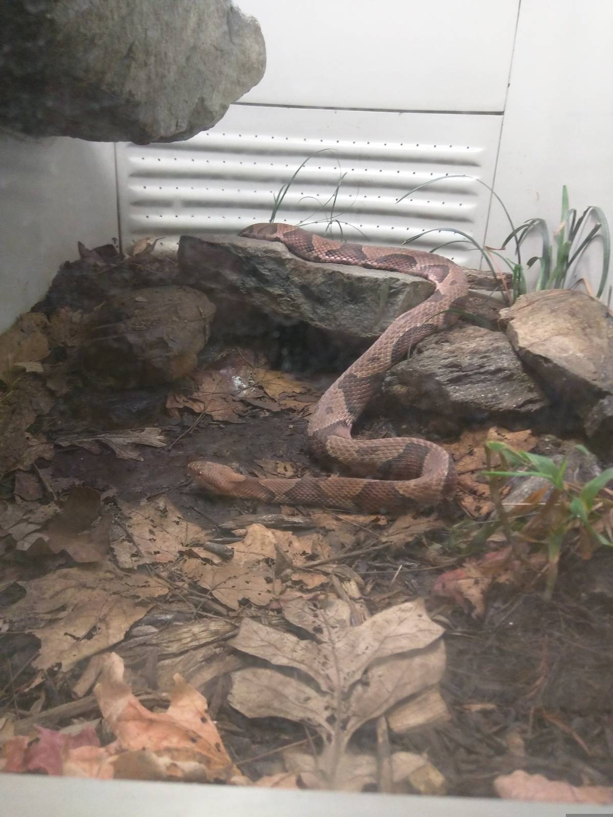 Reptile Discovery Center - Northern Copperhead