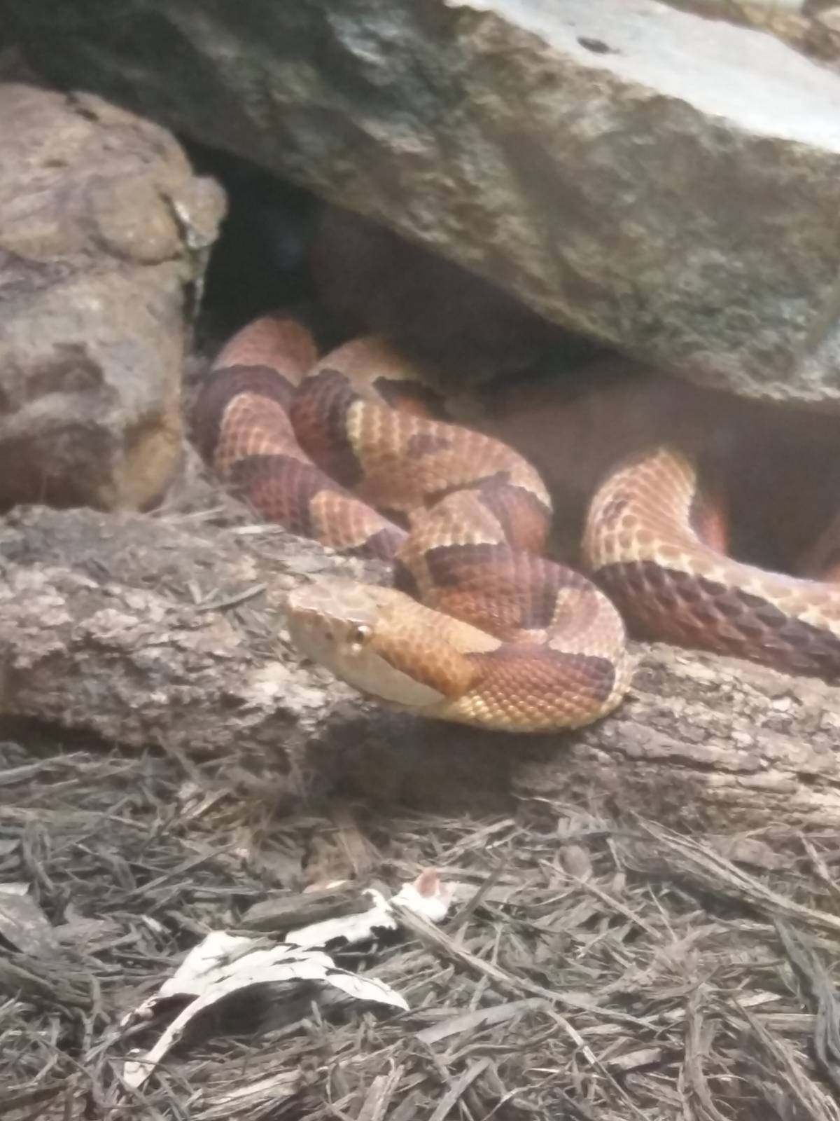 Reptile Discovery Center - Northern Copperhead