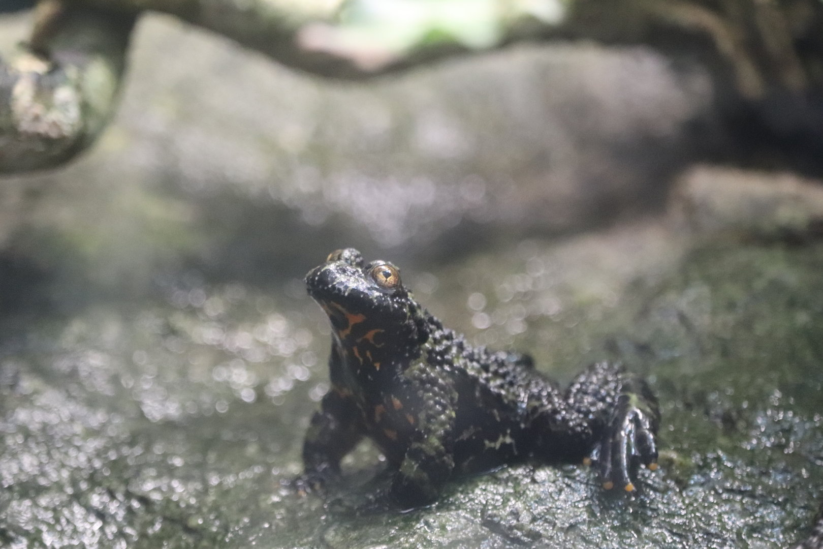 Reptile Discovery Center - Oriental Fire-Bellied Toad