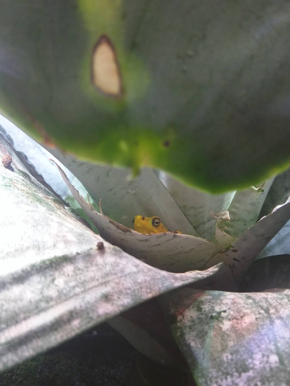 Reptile Discovery Center - Panamanian Golden Frog