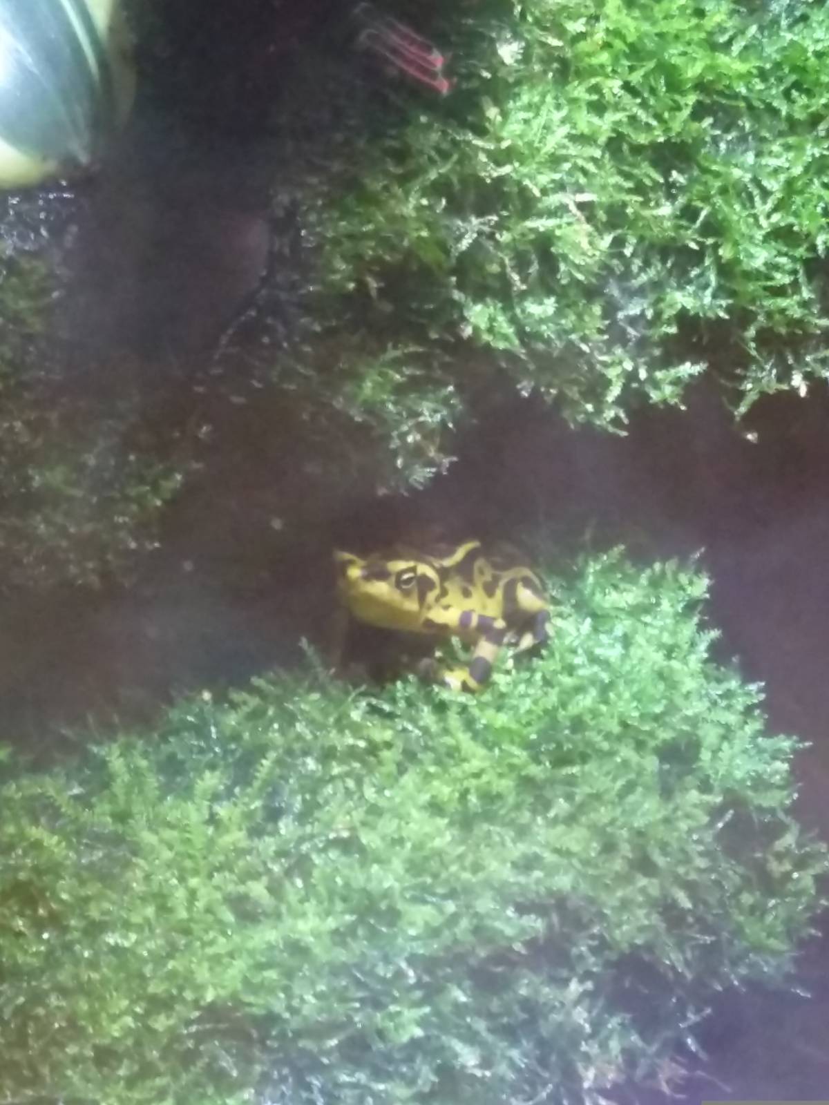 Reptile Discovery Center - Panamanian Golden Frogs