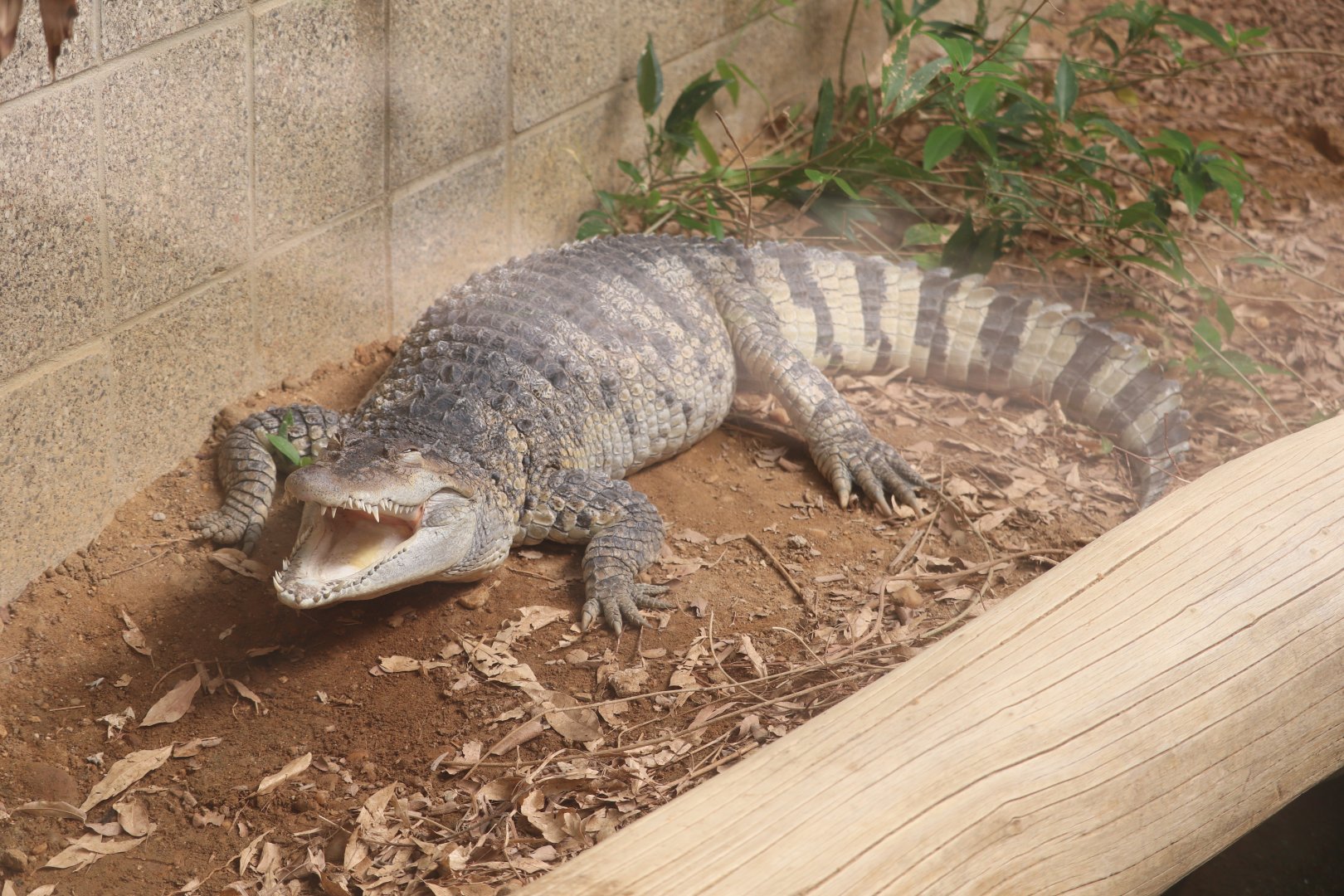 Reptile Discovery Center - Philippine Crocodile - Mindy