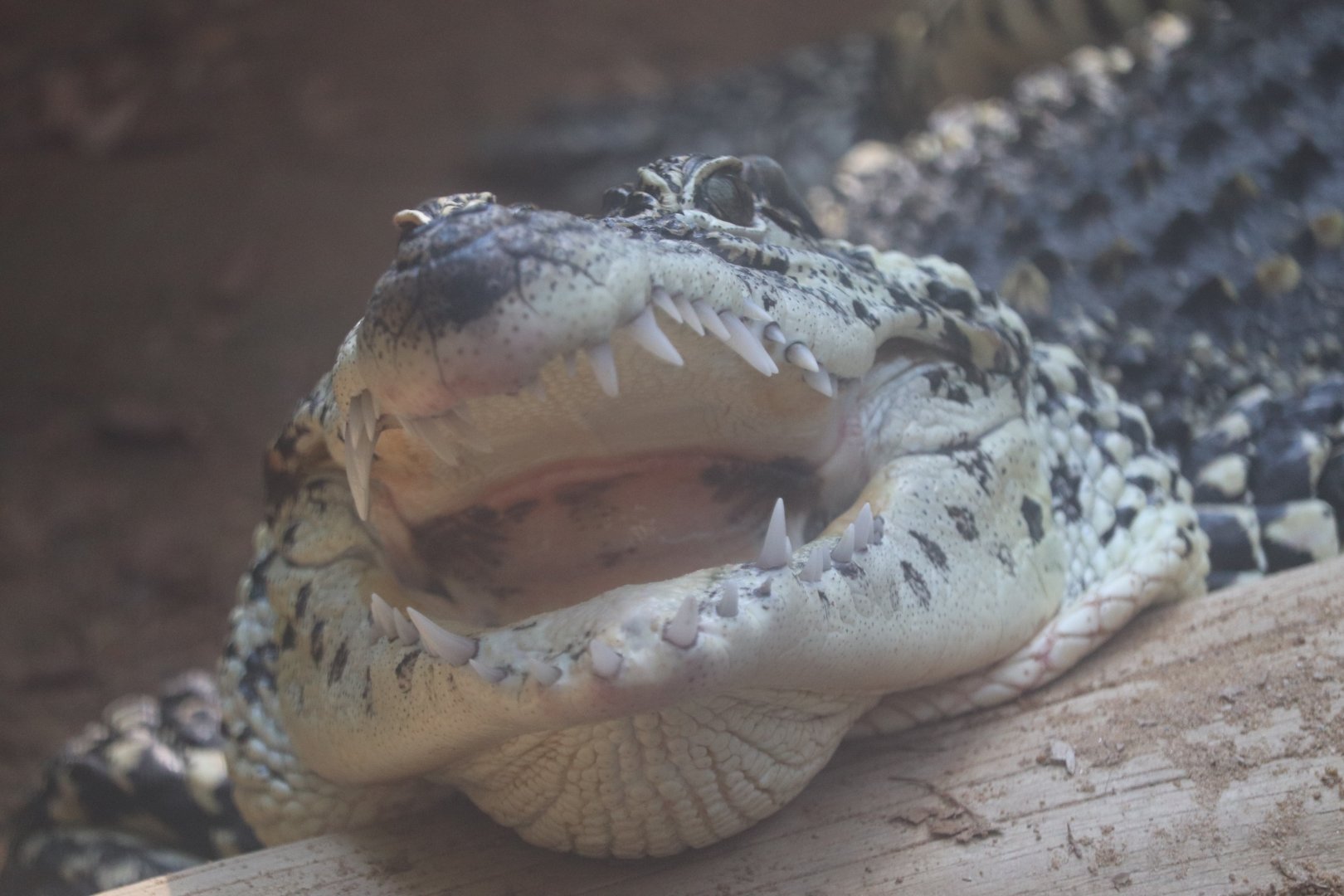 Reptile Discovery Center - Philippine Crocodile - Mindy