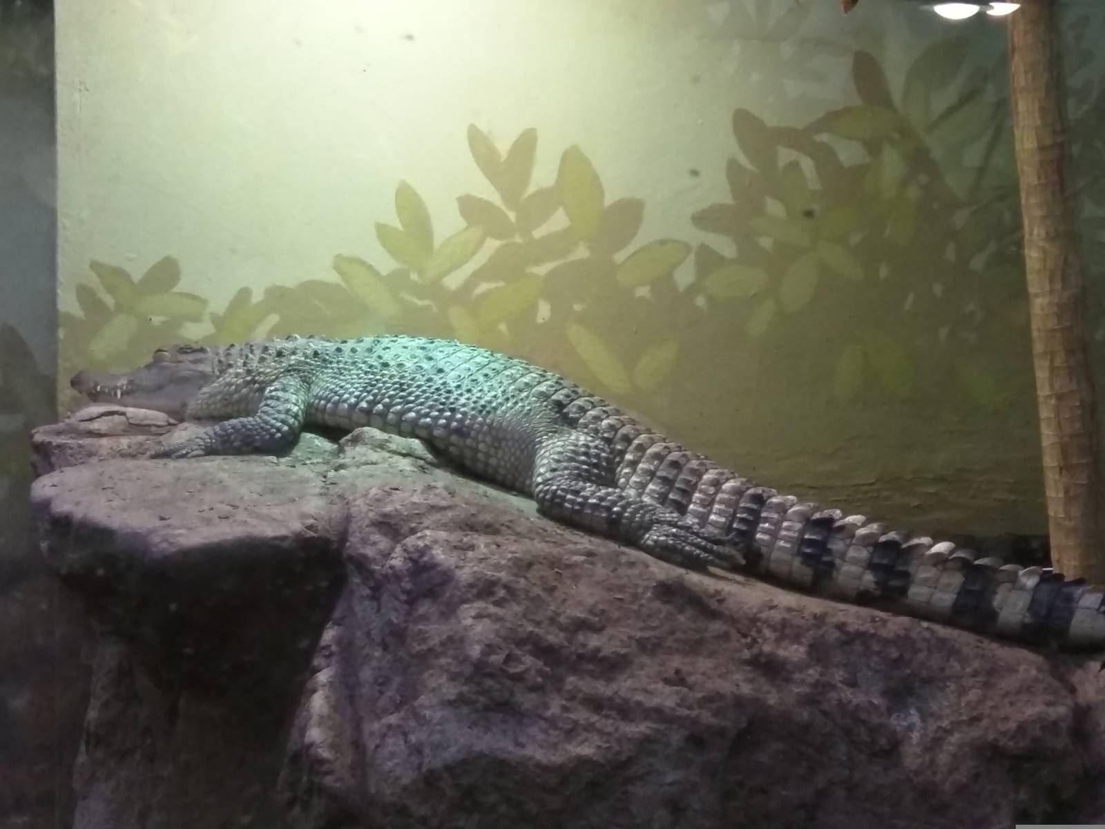 Reptile Discovery Center - Philippine Crocodile