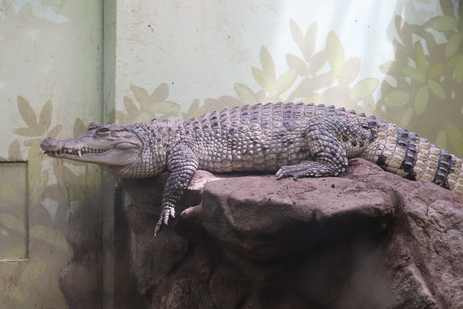 Reptile Discovery Center - Philippine Crocodile