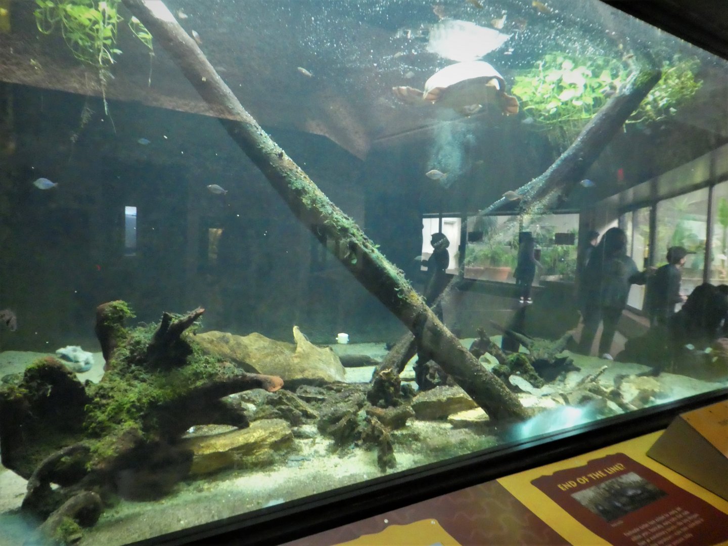 Reptile Discovery Center - Pig-nosed Turtle and Australian Rainbowfish Exhibit