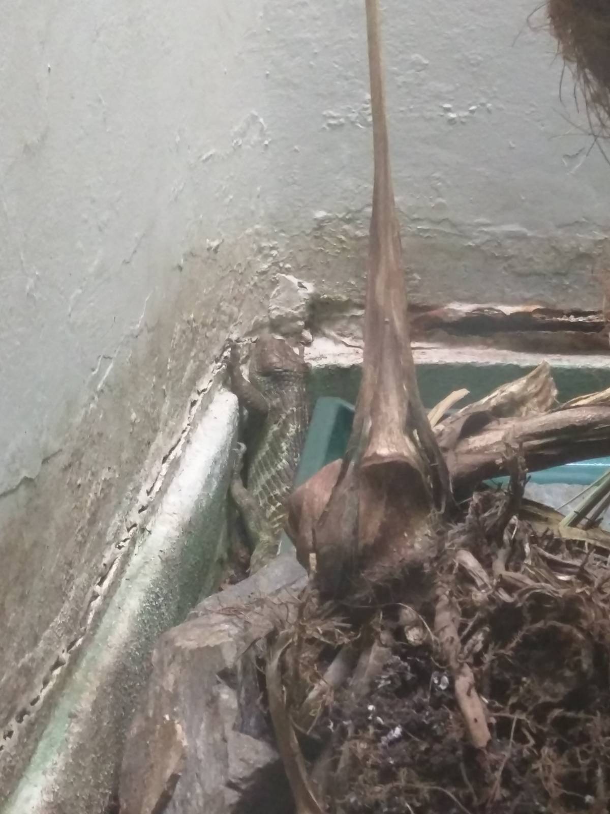 Reptile Discovery Center - Prehensile tailed skink just chilling.