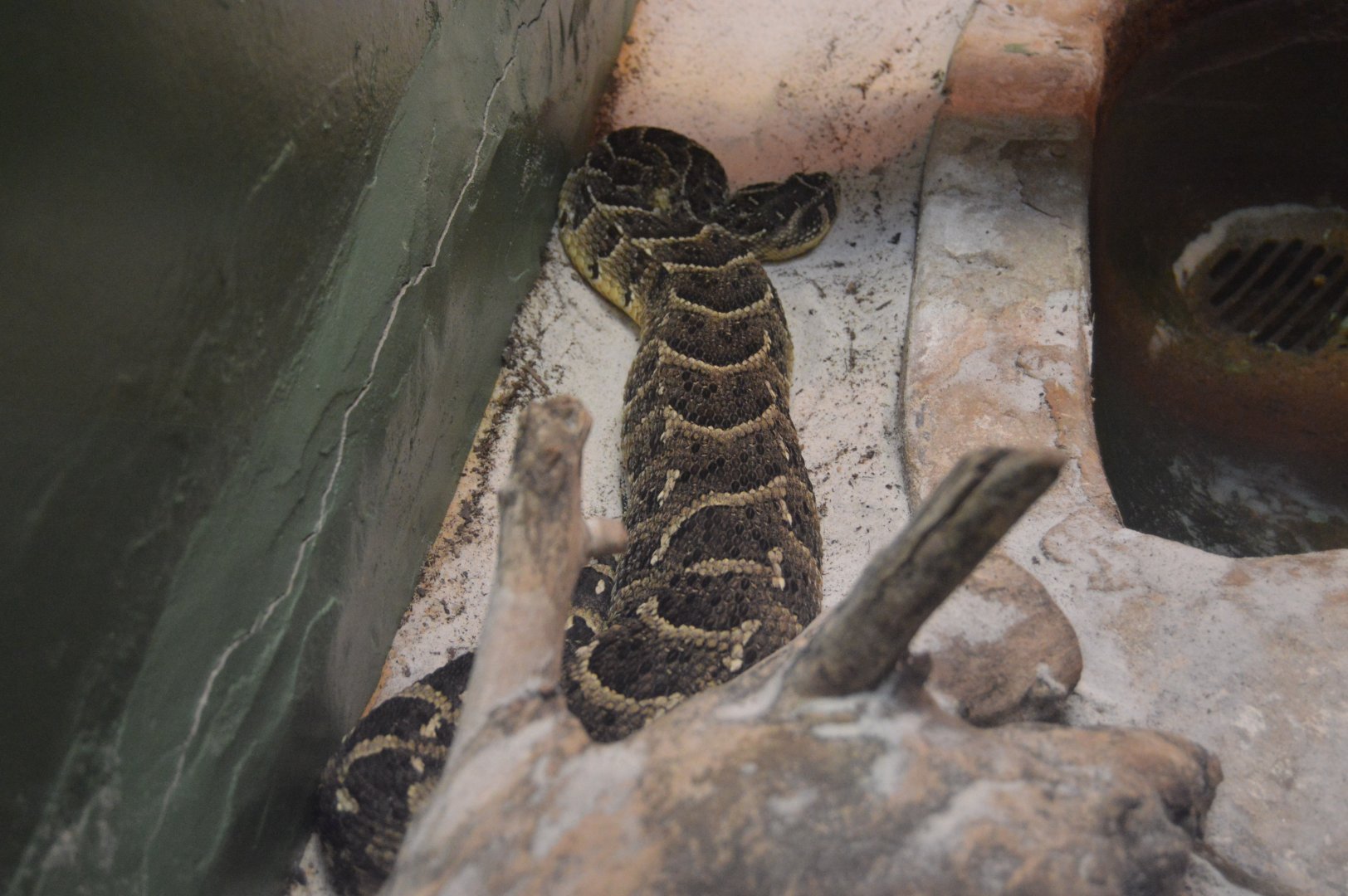 Reptile Discovery Center - Puff Adder (Bitis arietans)