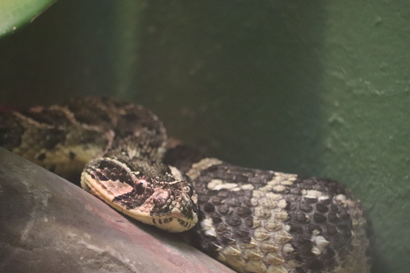 Reptile Discovery Center - Puff Adder