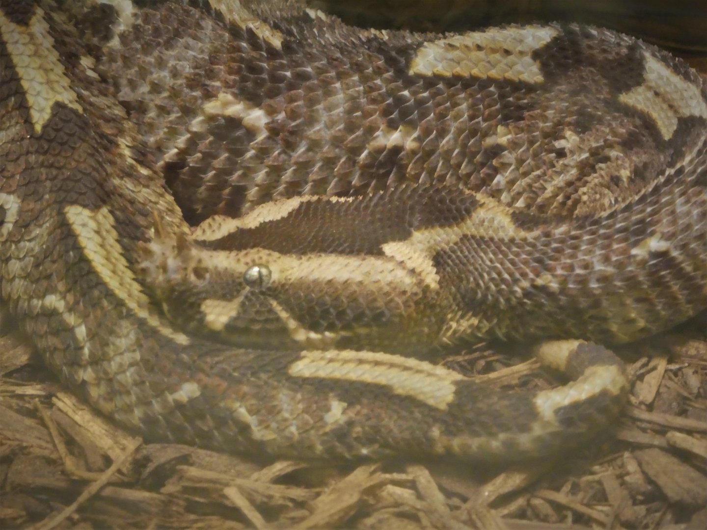 Reptile Discovery Center - Rhinoceros Viper