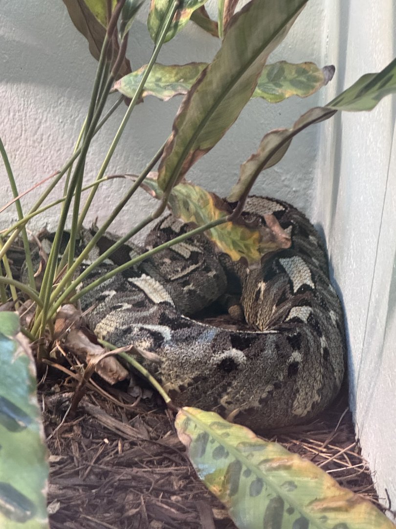 Reptile Discovery Center- Rhinoceros viper