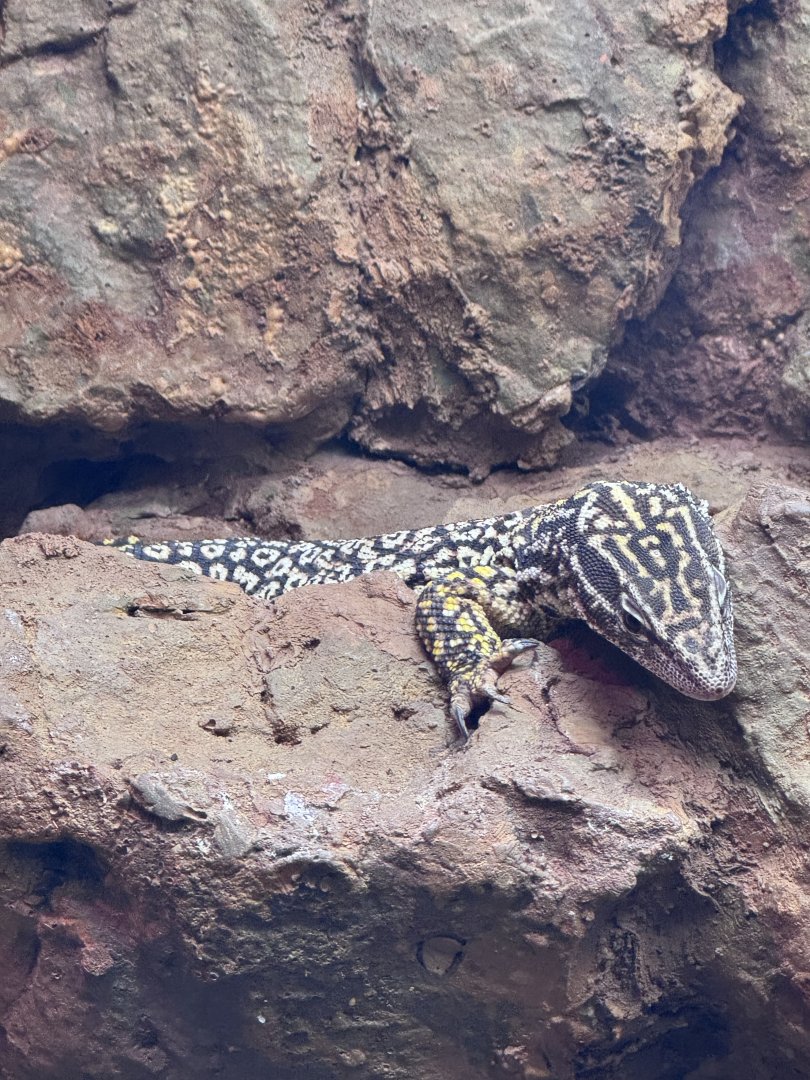 Reptile Discovery Center- ridgetail monitor(varanus acantharus)