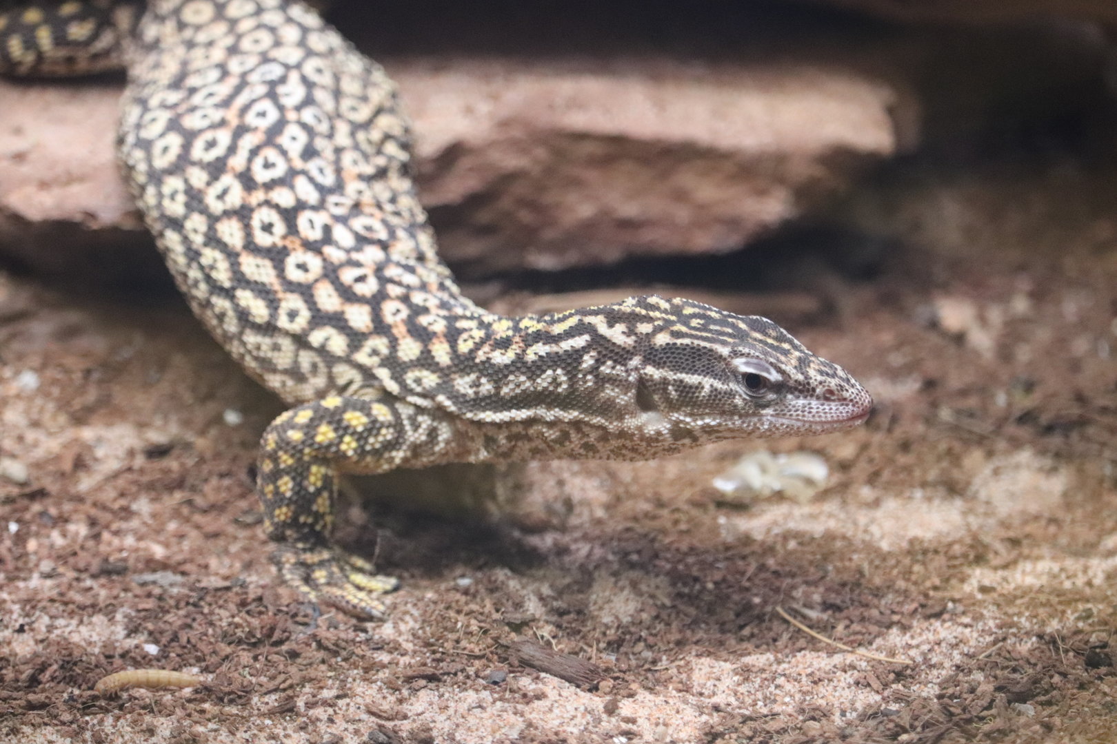 Reptile Discovery Center - Ridgetail Monitor