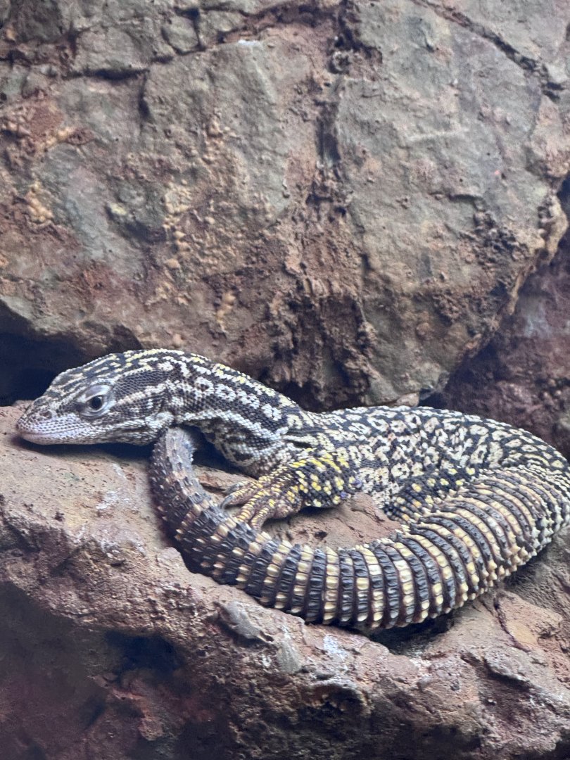 Reptile Discovery Center- Ridgetail monitor