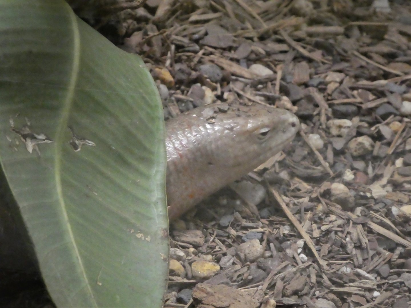 Reptile Discovery Center - Sheltopusik