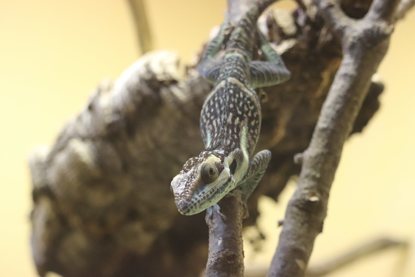 Reptile Discovery Center - Smallwood's Anole
