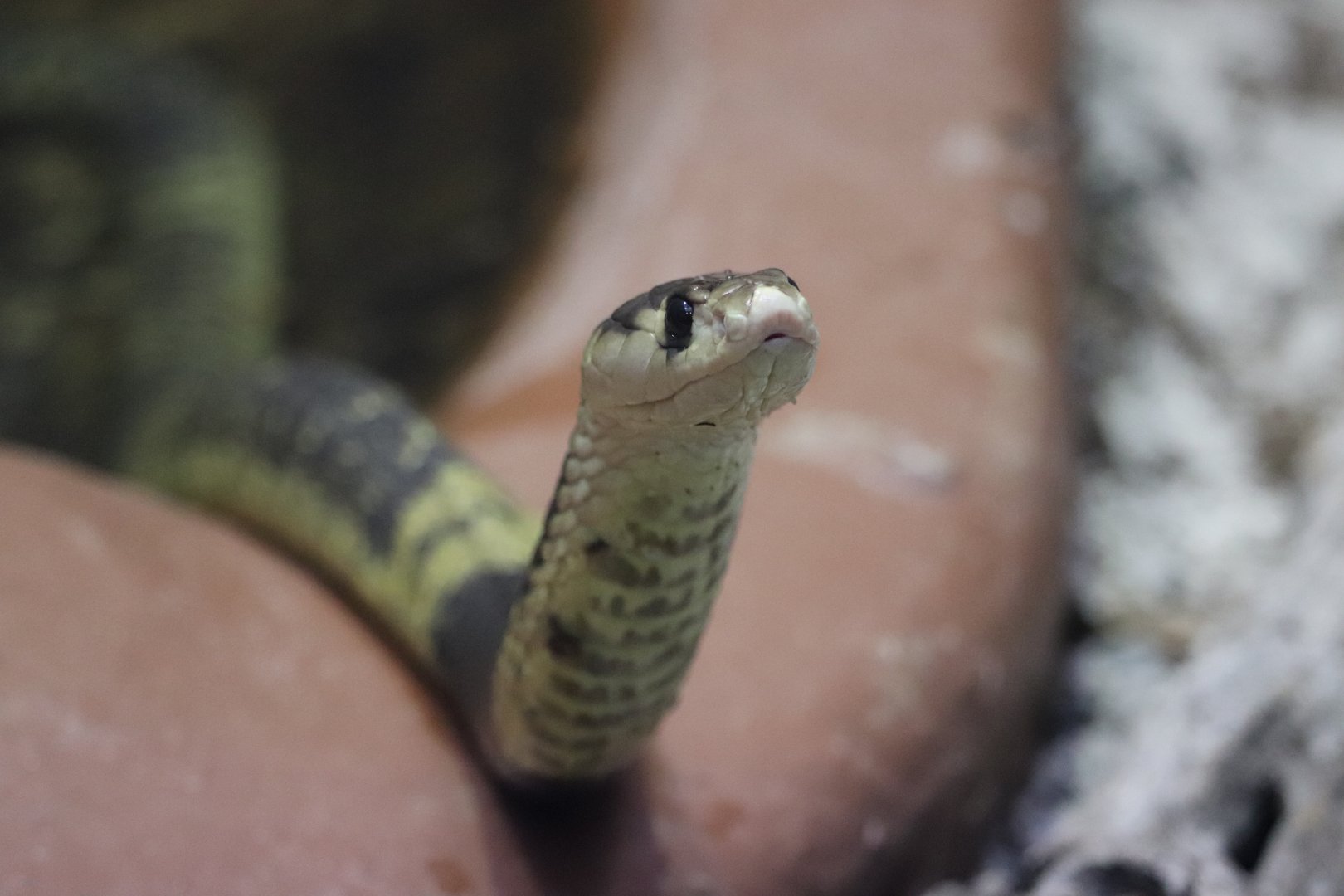 Reptile Discovery Center - Snouted Cobra