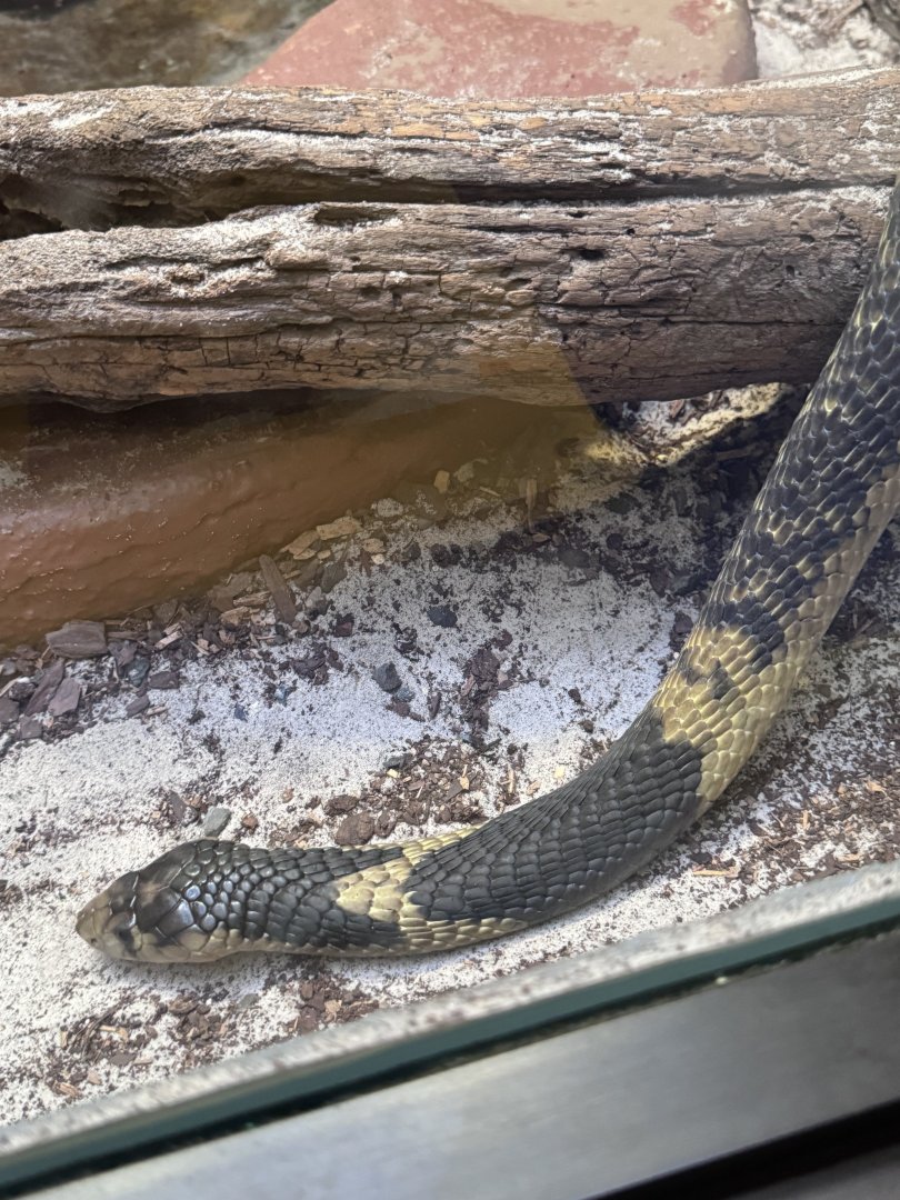 Reptile Discovery Center- Snouted cobra