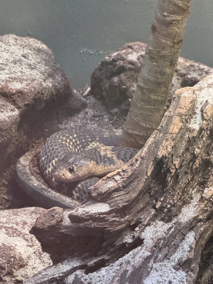 Reptile Discovery Center- snouted cobra