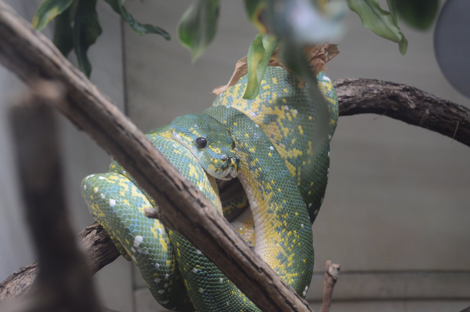 Reptile Discovery Center - Southern Green Python (Morelia viridis)