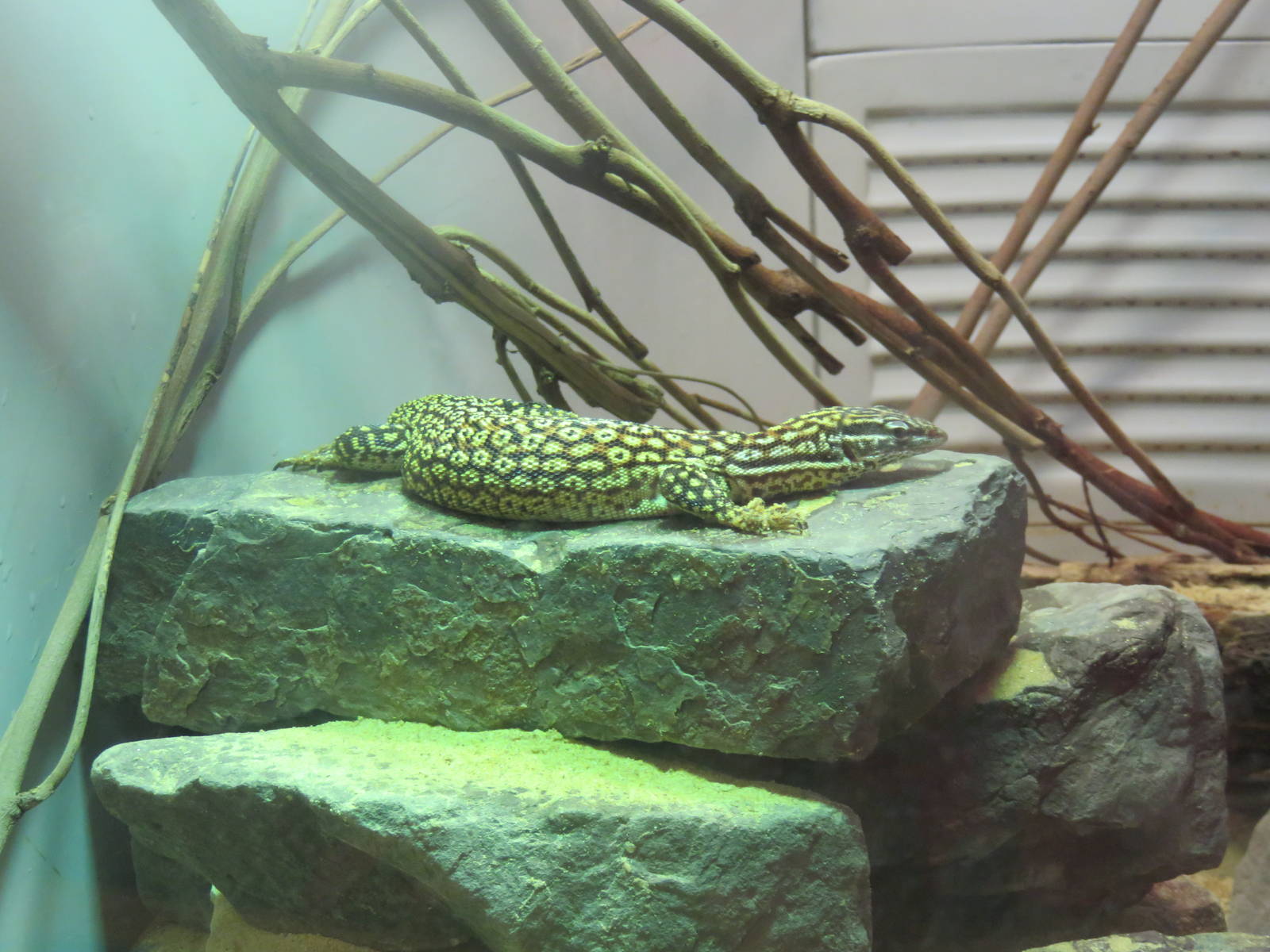Reptile Discovery Center - Species help needed