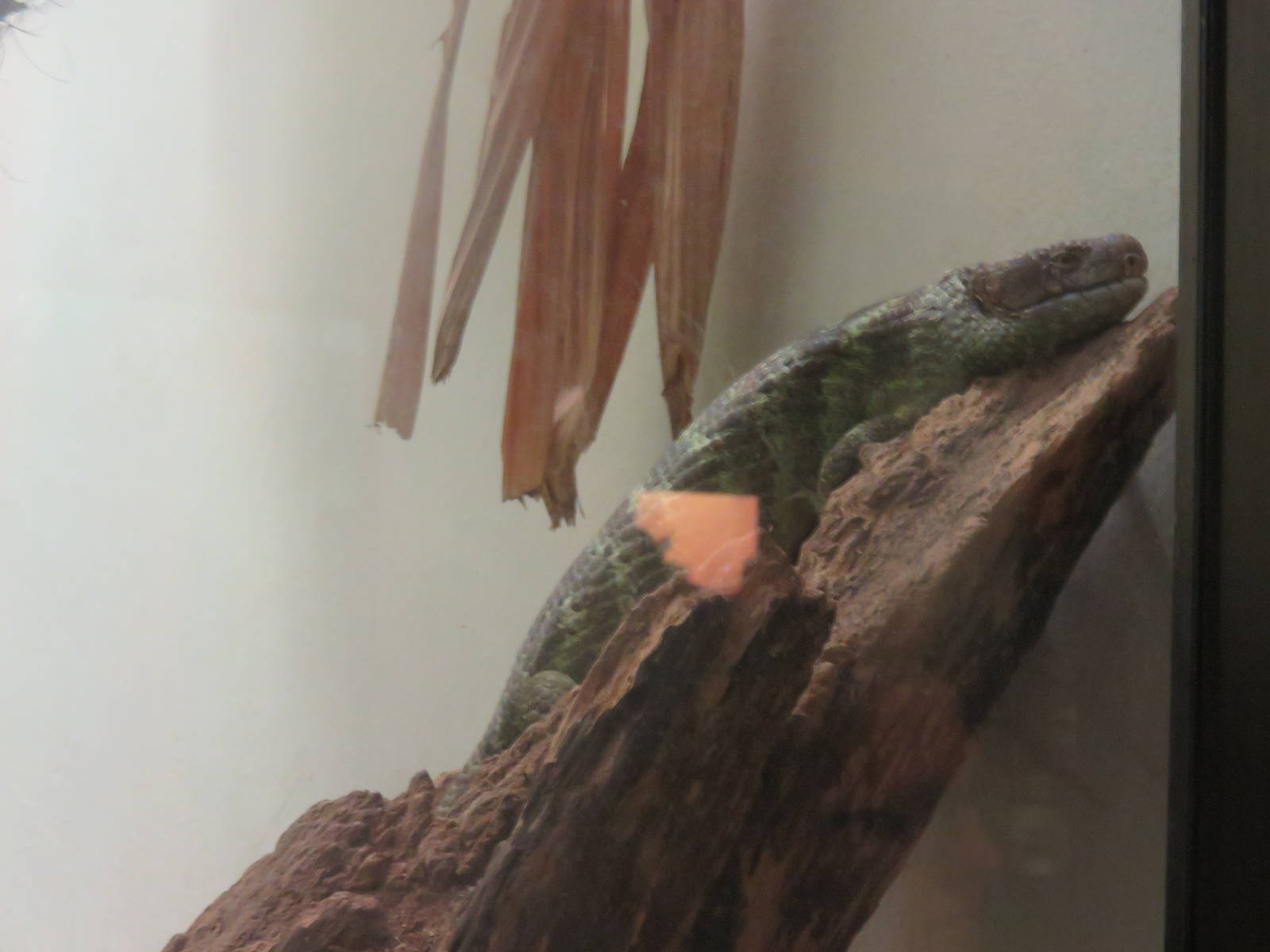 Reptile Discovery Center - Species help needed