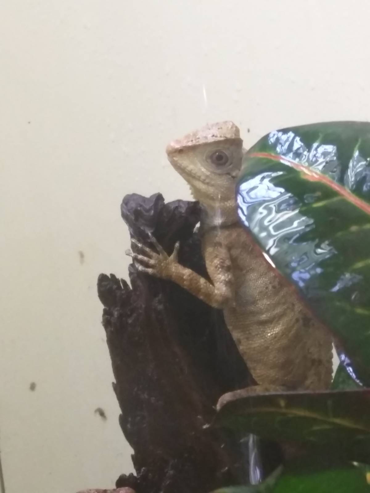 Reptile Discovery Center - Species help needed